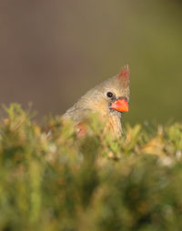 Close-up of a bird