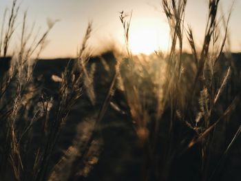 Close-up of stalks in field against sunset