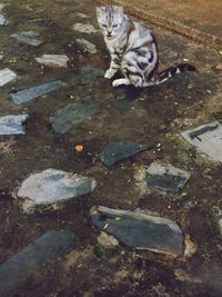 High angle view of cat sitting outdoors