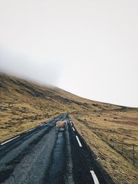 Sheep on road against clear sky