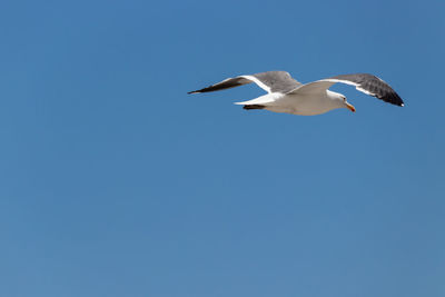 Low angle view of seagull flying in sky