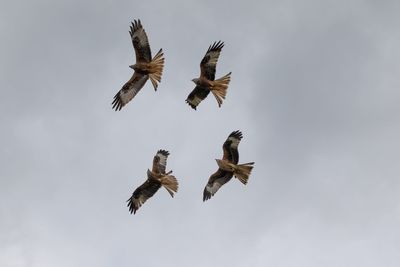 Low angle view of eagle flying against sky