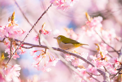 Close-up of bird perching on tree