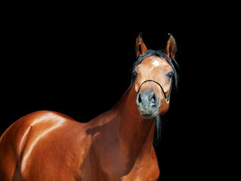 Portrait of horse against black background