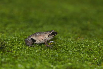 Close-up of lizard on grass