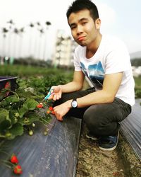 Young man harvesting strawberries at farm