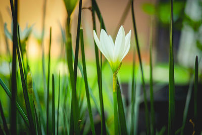 Close-up of white flowering plant