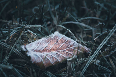 Close-up of dry leaves on frozen land