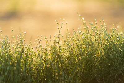 Small green wildflowers or grass meadow on golden hour sunset or sunrise time