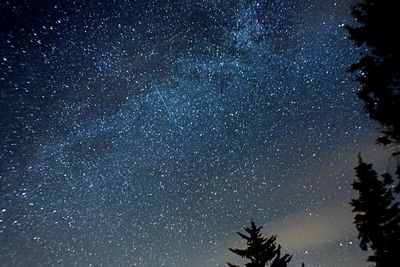 Low angle view of silhouette trees against star field at night