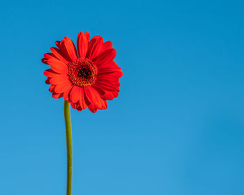 Low angle view of red flower against blue sky