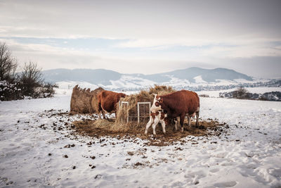 View of a cow on snowy field against sky