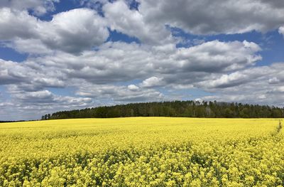 Scenic view of oilseed rape field against cloudy sky