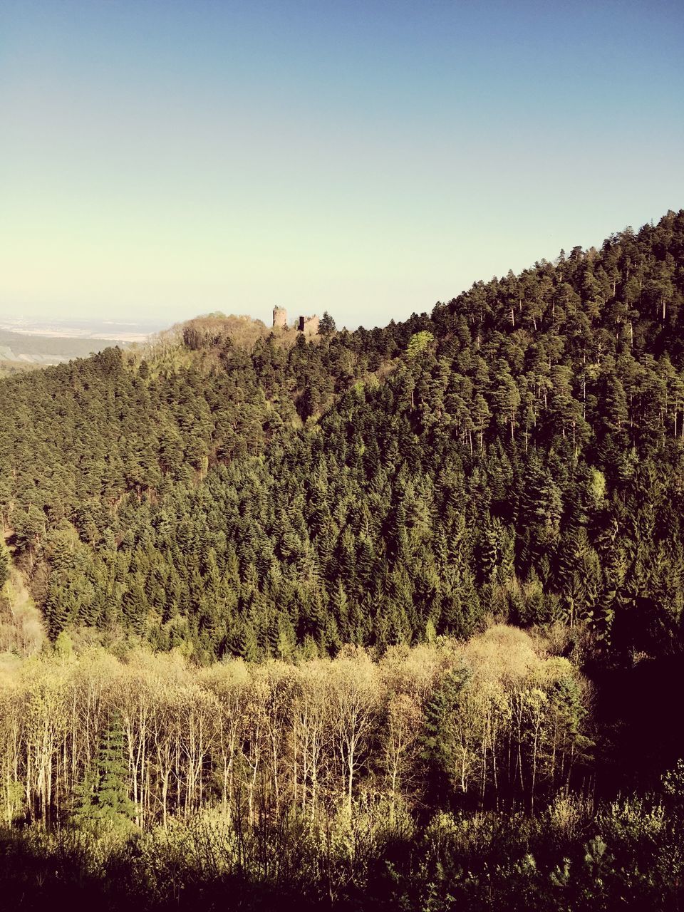 clear sky, tranquil scene, tranquility, copy space, growth, landscape, scenics, beauty in nature, plant, nature, field, tree, mountain, sky, non-urban scene, idyllic, blue, day, no people, remote