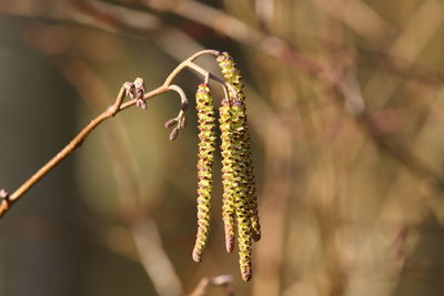 Close-up of pussy willow hanging  