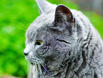 Close-up of british shorthair