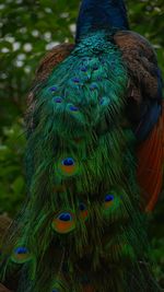 Close-up of peacock