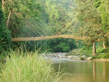 River in forest