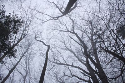 Low angle view of bare trees against sky