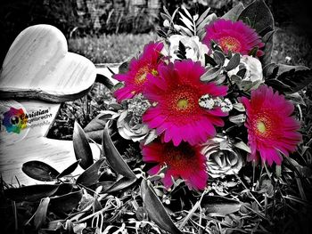 Close-up of pink flowers