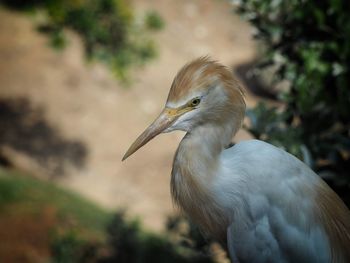 Cattle egret isolated on soft focus background 