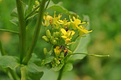 Close-up of yellow flowering plant