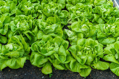 Full frame shot of vegetables