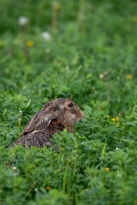Side view of a bird on field