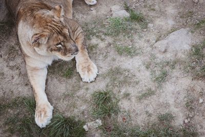 High angle view of a lion