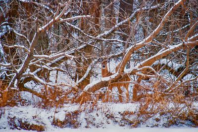Close-up of bare tree during winter