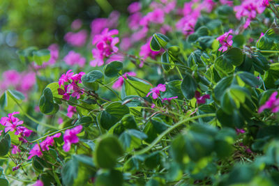 Close-up of pink flowering plants