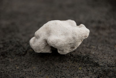 Close-up of plant against white background