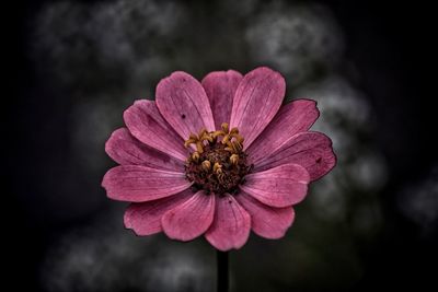 Close-up of pink flower