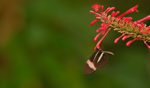 Close-up of butterfly pollinating on flower