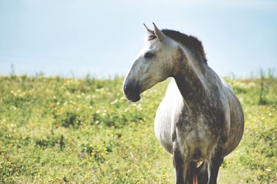 View of horse on field