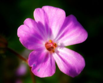 Close-up of purple flowering plant