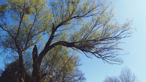 Low angle view of bare trees against sky