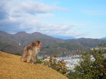 Monkey sitting on rock against mountains