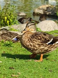 Mallard duck on land