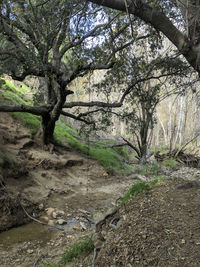 Trees in park