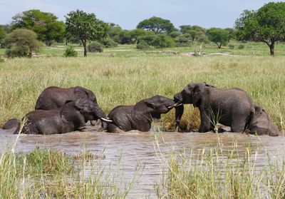 Elephants playing in the water