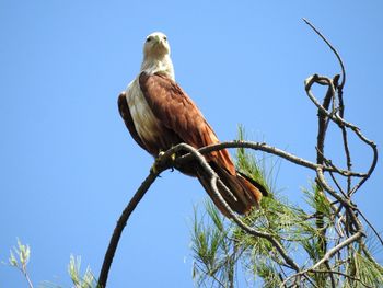 Low angle view of bird perching on tree against sky