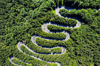 High angle view of plants growing on land