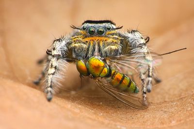 Close-up of spider