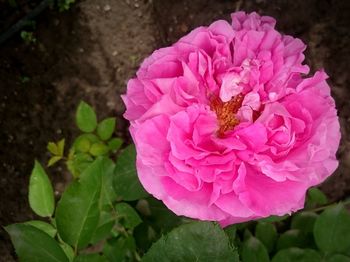 Close-up of pink flowers