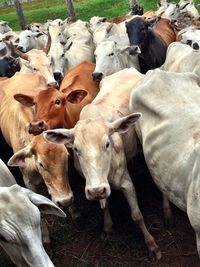 Portrait of cows standing on field