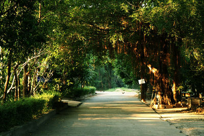 Empty road along trees in park