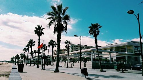 Palm trees against blue sky