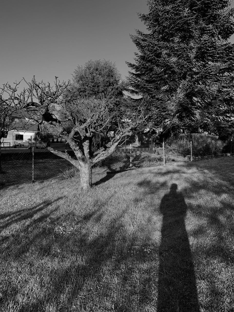 SHADOW OF TREES ON FIELD AGAINST SKY