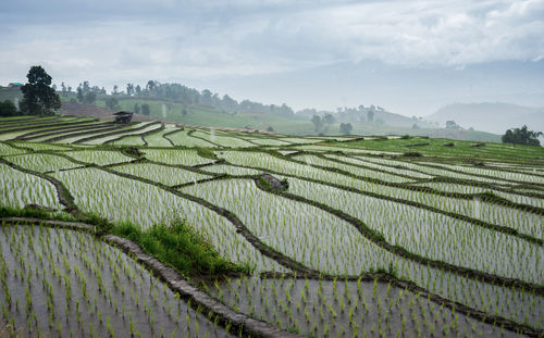 Scenic view of rice field against sky